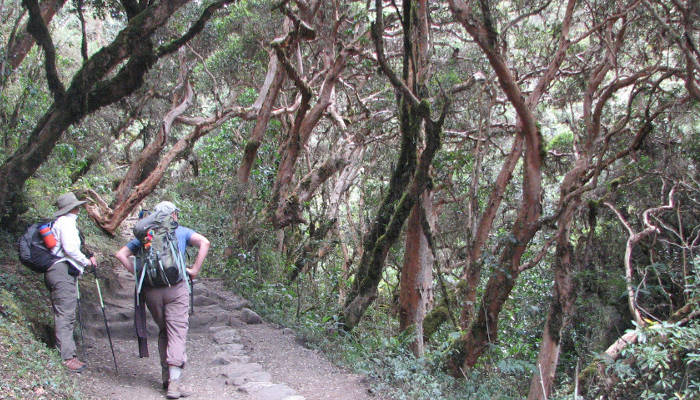 Inca_Trail_Trek_Cloud_Forest