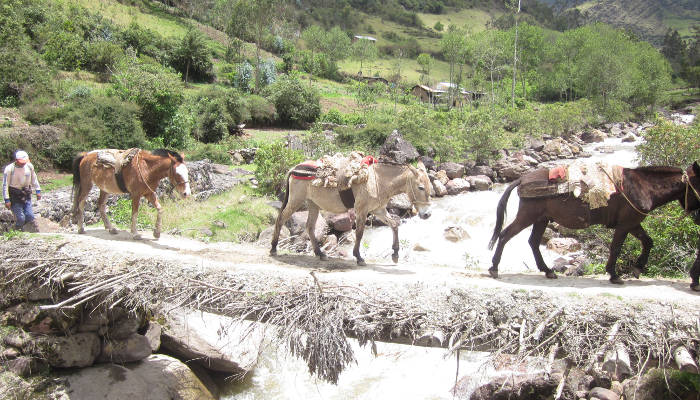 trekking-mules-choquequirao-trek