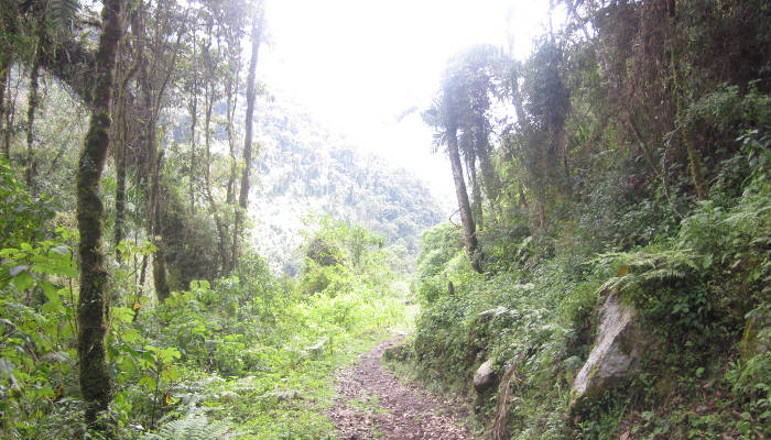 inca-jungle-trek-lush-vegetation