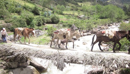 choquequirao-trek-mules