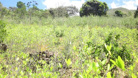 coca-leaf-plantation