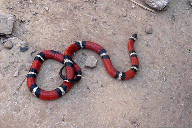 coral-snake