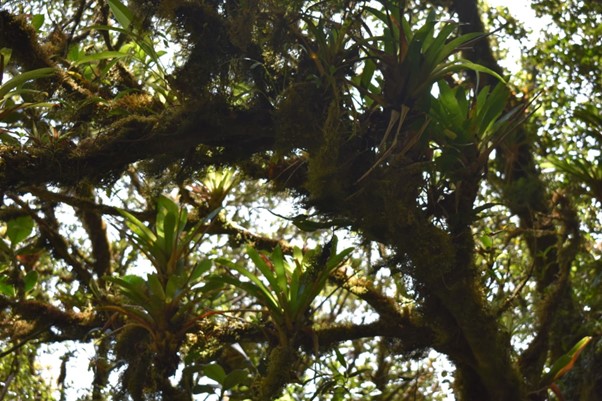 bromeliads-plants