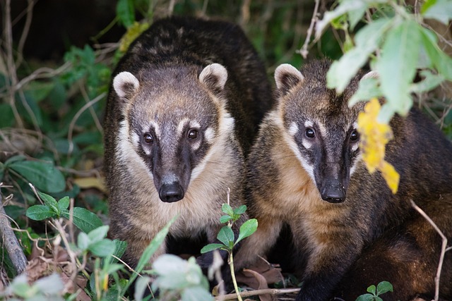 coati-peru