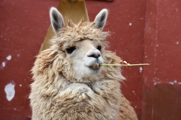 cusco-alpaca