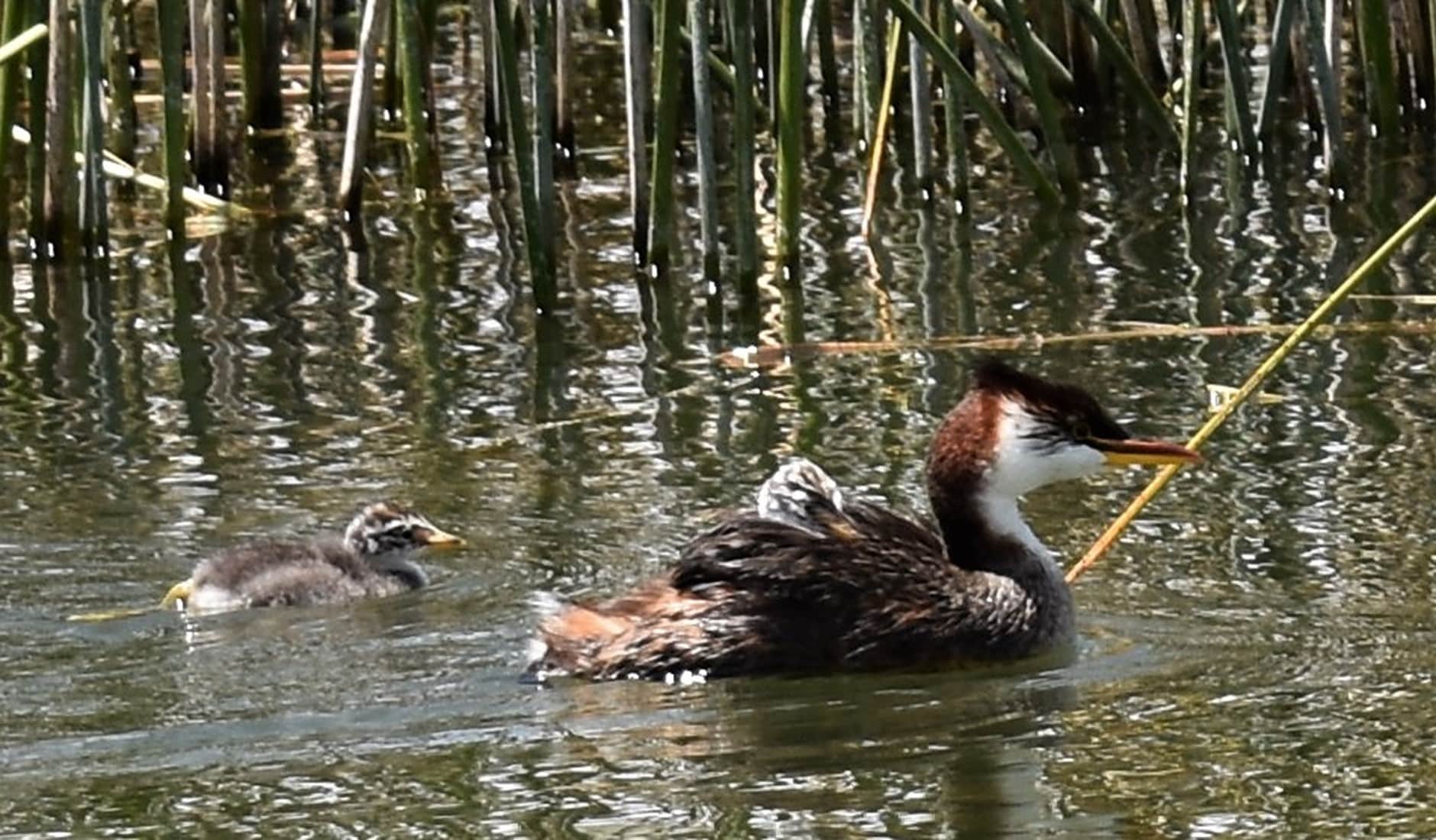 lake-titicaca-wildlife