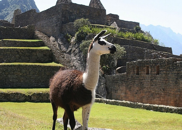 llama-machu-pichu-ruins