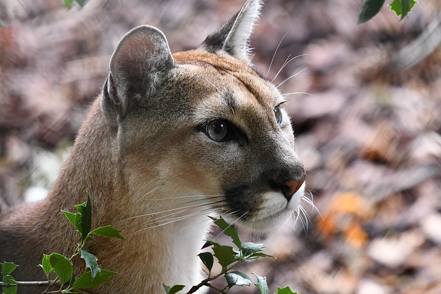 puma-in-the-high-grass