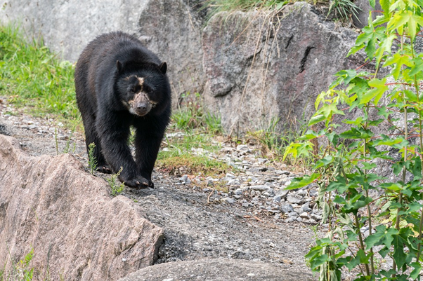 spectacled-bear